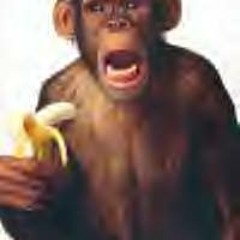 Monkey Biz