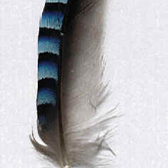 Sojčí pírko (album Nevydáno)