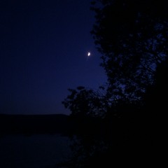 Summer Flowers (working title)