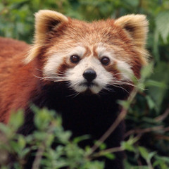 Sebastian - Ailurus Fulgens