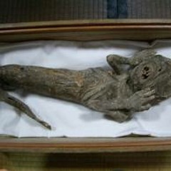 The Mermaid's Curse (by the Ocean Wide Lotus Assembly)