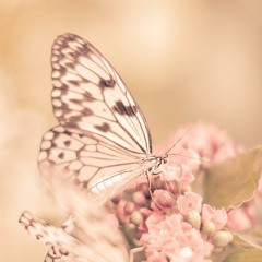 أنيس التائهين