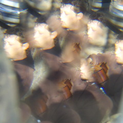 Zeta Reticula by Josh HH Jones