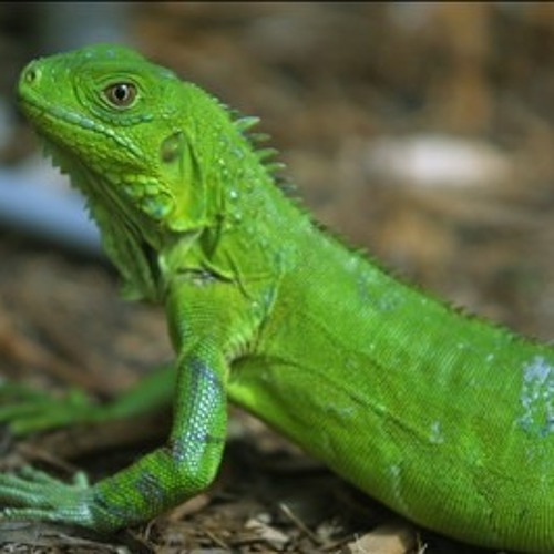 Iguana - DinkyDeejay (Original Mix)