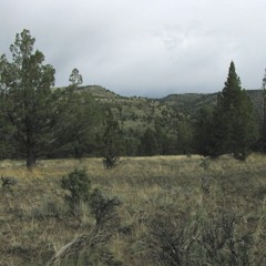 Gray Flycatcher, Common Raven,  Northern Flicker, Chipping Sparrow, Western Meadowlark...