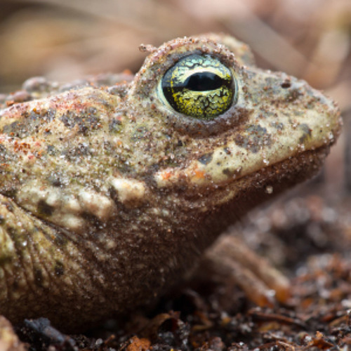 Natterjack toad - France