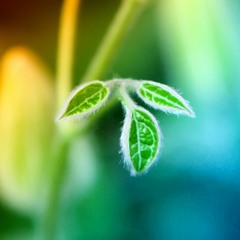 New Life
