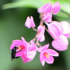 Moe thae htae pone shaung thu - ng2k