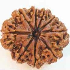 Black IzolentaH - 9 mukhi Rudraksha
