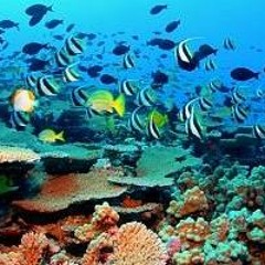 Need to Feed Part II