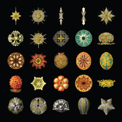 Pausal - Fruiting Bodies / Liberty Capped (excerpt from Forms)