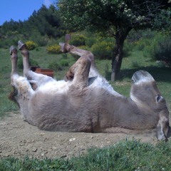 Donkey braying