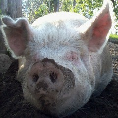 A pig grunting, grumbling and falling asleep (France, Limousin)