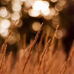 Phoenix & JΘ∏Gä B2B