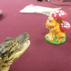 On The Road Again, Willie Nelson Cover