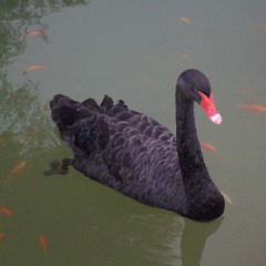 Dakosa - Black Swan **FREE DOWNLOAD**