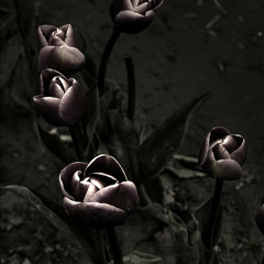 Dark Flowers