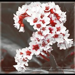 عزفَ نبضك ...