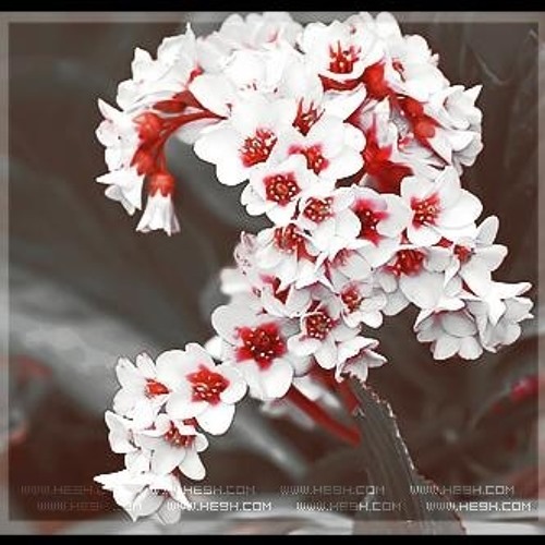 عزفَ نبضك ...