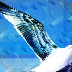 Canfatihcuneyt220612free