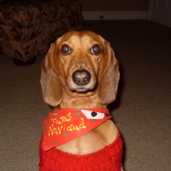 Wiener Dog Rap Battle