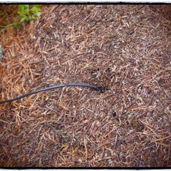 formica aquilonia (wood ants) - recorded with JrF d-series hydrophones, sweden 2012