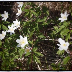 hygrolycosa rubrofasciata (wolf spider) - recorded with telinga s-dat mic Sound Devices recorder