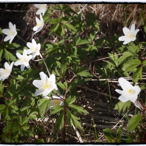 hygrolycosa rubrofasciata (wolf spider) - recorded with telinga s-dat mic Sound Devices recorder