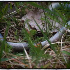sexton beetle - recorded with telinga stereo dat mic / sound devices 7 series recorder, sweden 2012