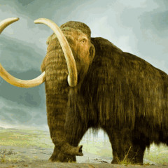 CliffHanga - Mammoth