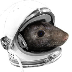 Excerpts from the Rodent Songbook