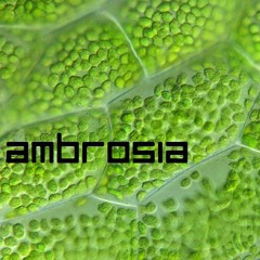 Memento - Ambrosia