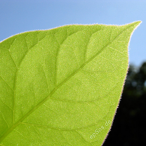 The Environment & Environmentalism