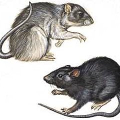 Plausible Rat