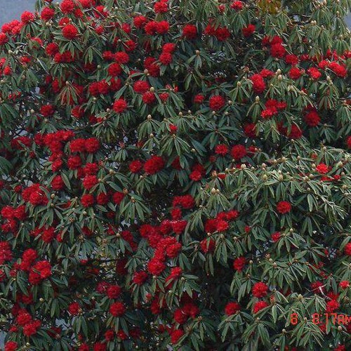 Machi Marana Nepali Song Remix