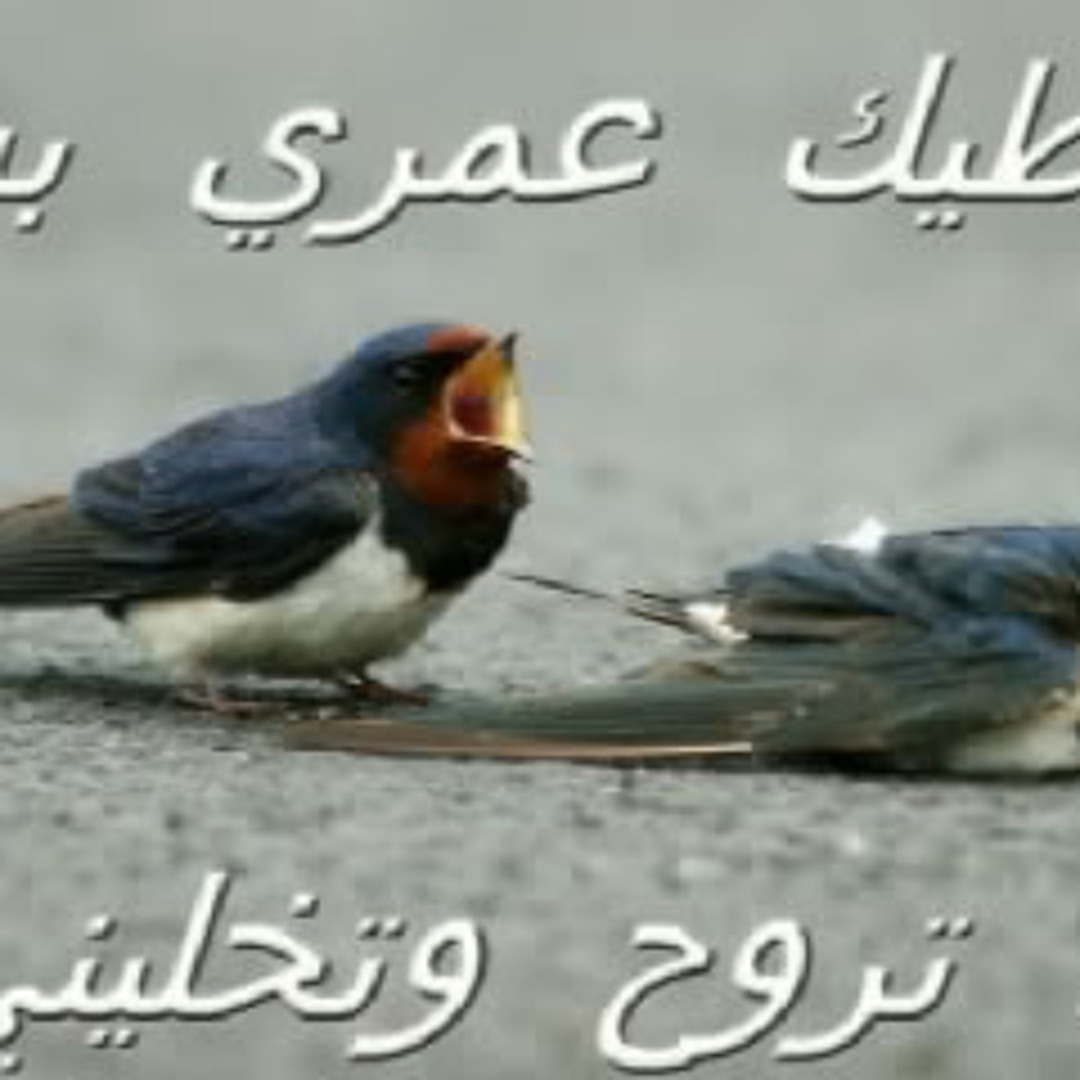 ساريه السواس سكس Listen to سارية السواس - الك فدوه by scorpion sahara in سكسي ليدي كراميله  playlist online for free on SoundCloud