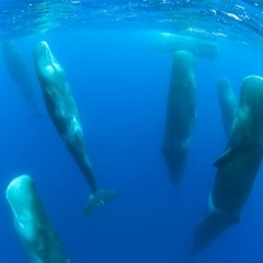 Whale Sounds for Relaxation