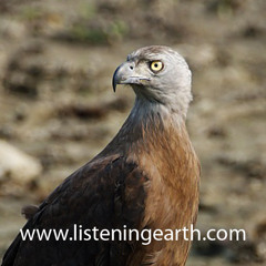 The Fish Eagles of Nagzira, Central India, introduced by Andrew Skeoch
