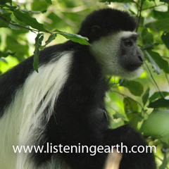 Colobus Monkeys calling at Mount Meru, Tanzania - intro by Andrew Skeoch