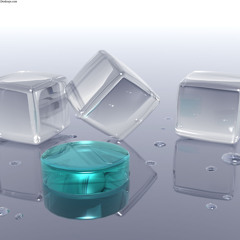 PxP live - Polar Bär