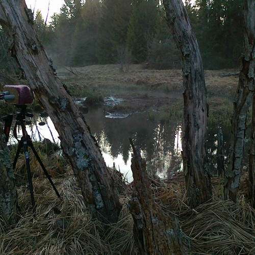 Morning by the brook