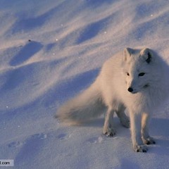 PxTone Collage - Arctic Wasteland