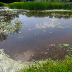 Hillsborough Pond
