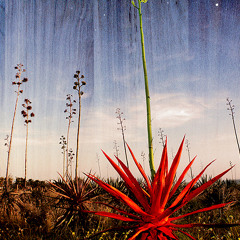 El corazo de la planta