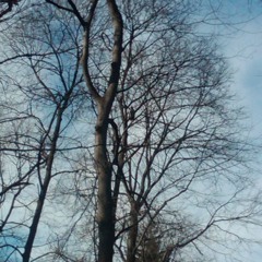 The Tiddies "Cause and execution"