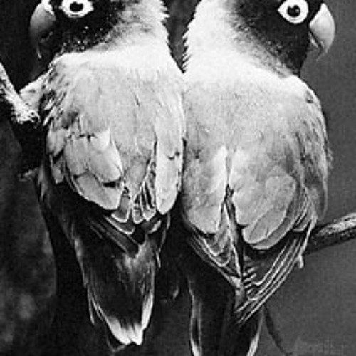 I like birds- Eels