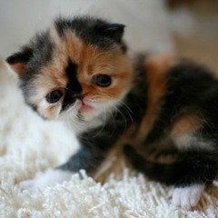 Kitten song - Soft kitty warm kitty