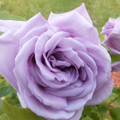 Your Algorhythm's Showing-LisaBe