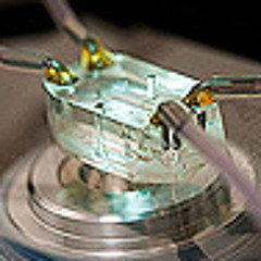 Building an Organ on a Chip