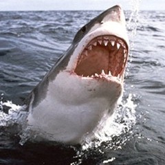 Shark Attack (clip)